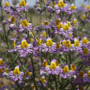 Schizanthus porrigens